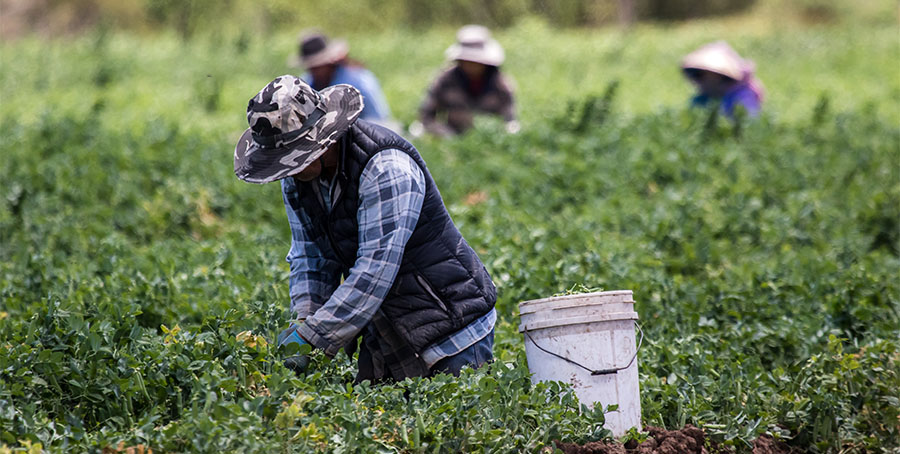 Four workers pick crops in a field. The worker in the foreground has a large plastic bucket nearly full to the top.