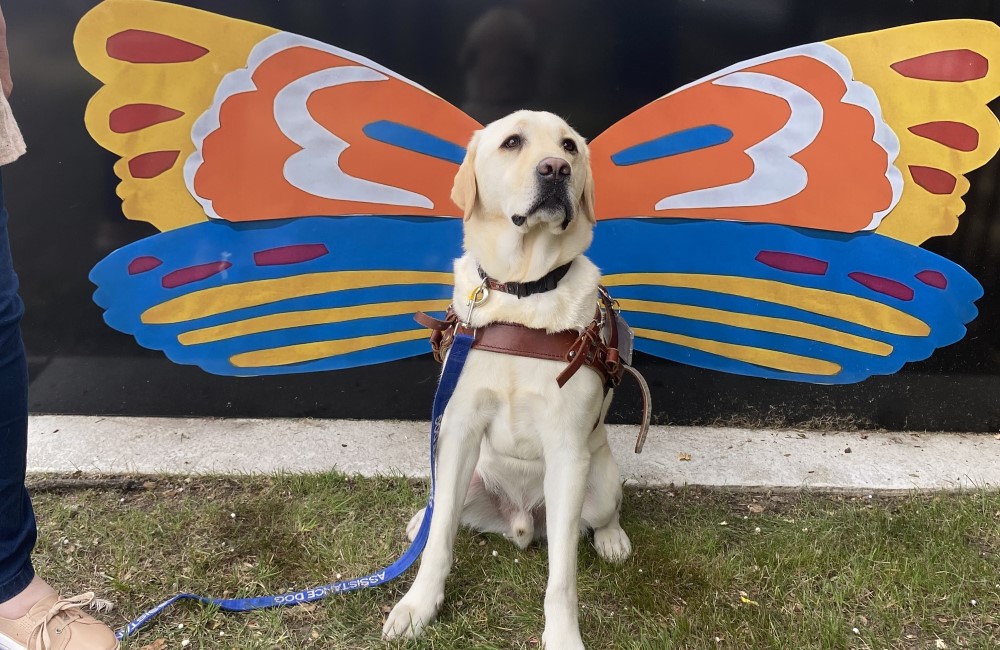 Labrador assistance dog sitting in front of decorative wing design on a ground level sign.